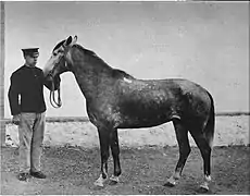 Photo d'un cheval tenu en main, en noir et blanc