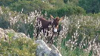 Un âne des Karpas