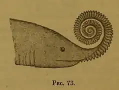 Helicoprion bessonowi selon Alexandre Karpinski (1899).