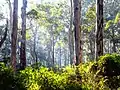 Eucalyptus diversicolor dans la forêt de Boranup, parc national Leeuwin-Naturaliste, Australie. Mai 2018.