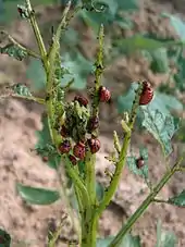  Plant de pomme de terre défolié par des larves de doryphores