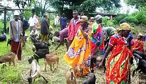 Marché aux chèvres (naines) au Burundi.