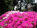 Fleurs au sanctuaire Kasai