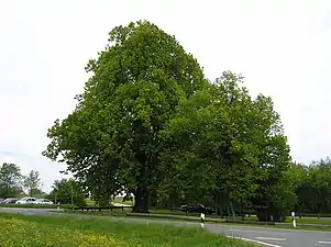 Le nouveau (au milieu à gauche) et l'ancien (au milieu à droite) tilleul du village de Kasberg, 2005