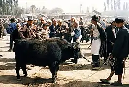 Yak au marché de Kashgar en Chine.