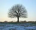 Aesculus hippocastanum en hiver