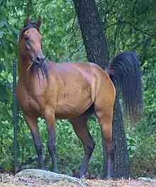 Dans un paysage boisé, un cheval bai, la queue redressée, regarde au loin.