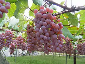 Koshu