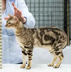 Un bengal classic tabby présenté en exposition féline à Vantaa.