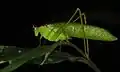 Orthoptère tettigoniidae