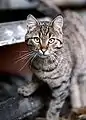 Un chat de gouttière brown tabby.