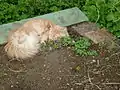 de l'herbe à chat (Nepeta racemosa).