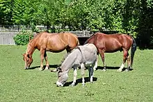 Un âne et deux chevaux à l'arrière dans un pré.
