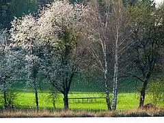 Photographie d’un groupe de pruniers en fleurs, sur fond de prairie.