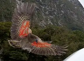 Les plumes rougeâtres du dessous des ailes peuvent être vues en vol.