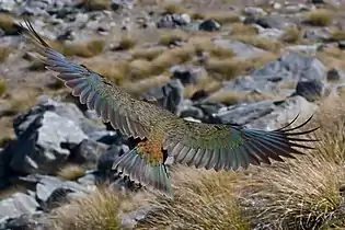 En vol et vu du haut, le plumage est de couleur dominante olivâtre.