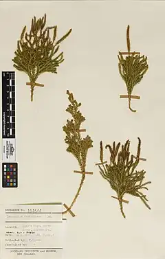 Description de l'image Kelleria dieffenbachii (Hook.) Endl. (AM AK104544).jpg.