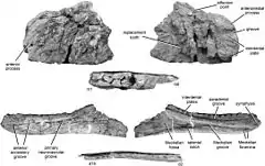 Os de Kelmayisaurus