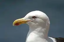 Goéland dominicain (Larus dominicanus)