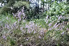 Fleurs autour du lac de Rauw