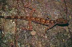 Gecko Cnemaspis kendallii