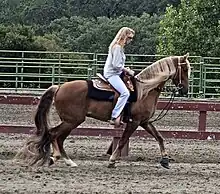 Photo d'un Kentucky Mountain Saddle Horse monté et harnaché en situation Western.