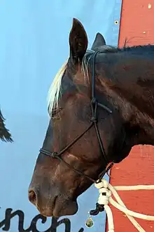 Photo en plan rapproché de la tête d'un Kentucky Mountain Saddle Horse.