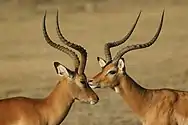 Deux antilopes, Masai Mara, 2009