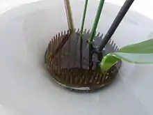 Un outil rond composé d'une base plate en fer hérissée de pics sur lesquels sont plantées des tiges. Il est plongé dans un récipient blanc.