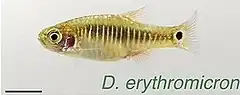 Description de l'image Kerabat Ikan Zebra Danio erythromicron cropped.jpg.