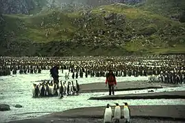 La plage du Feu-de-Joie et ses colonies de manchots.