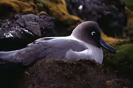 Albatros fuligineux.