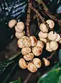 Fruits de Kerriodoxa elegans