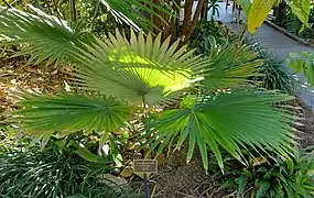 Dans la nature, Naples botanical garden, Naples, Floride, USA