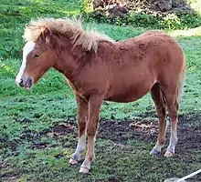 Très jeune poney alezan crins lavés dans son paddock en herbe.