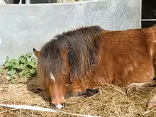 Photo d'un poney bai couché dans son paddock.