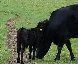 Vache et veau à robe noire luisante unie