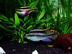 Couple Pelvicachromis pulcher femelle en haut