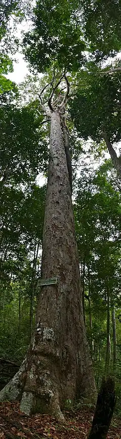 Description de l'image Keruing (Dipterocarpus crinitus) (23962859405).jpg.