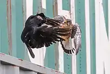 Photo d'un combat entre une Corneille noire et un Faucon crécerelle mâle devant des conteneurs