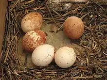 Cinq œufs de crécerelle posés sur une surface dure ressemblant à du béton, entourés de brindilles