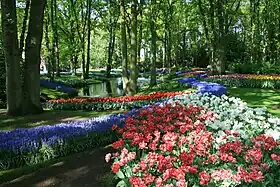 Image illustrative de l’article Keukenhof