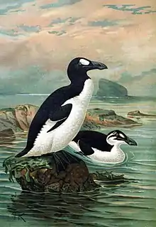 Un grand oiseau avec le dos noir, le ventre blanc et une tache blanche au-dessus de l'œil debout sur un rocher dans l'océan, tandis qu'un oiseau similaire nage en arrière plan, présentant une bande blanche plutôt qu'une tache.