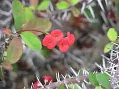 Euphorbia milii