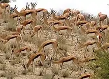 Springboks au parc Kgalagadi en Afrique du Sud
