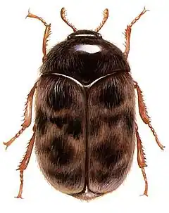 Description de l'image Khapra beetle.jpg.