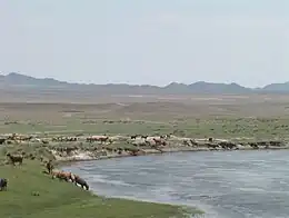 Troupeau de chèvres en Mongolie.