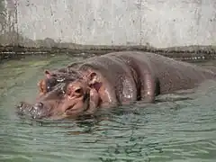 Hippopotame.