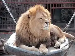 Lion.