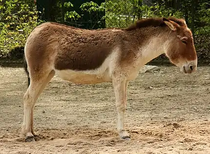 Âne sauvage du Tibet (E. kiang)